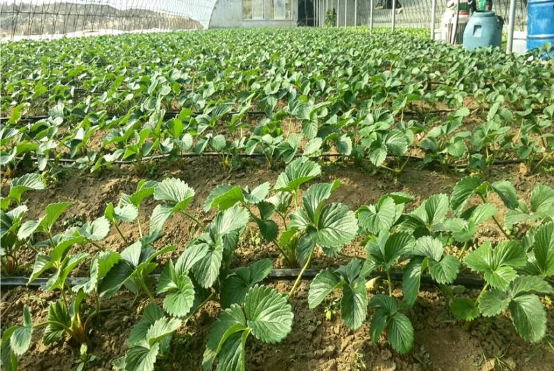 Observation of Drip Irrigation Technology Application with
