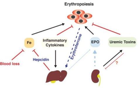 Renal Anemia Therapeutics Market