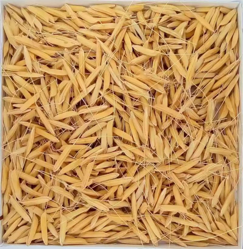 Rice Seeds Market