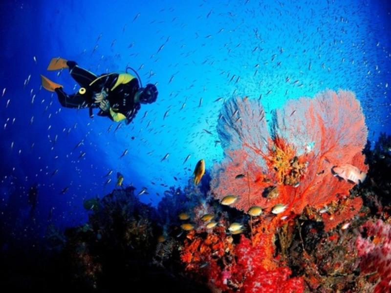 Diving Tourism Market is expected to Exhibit a Massive CAGR