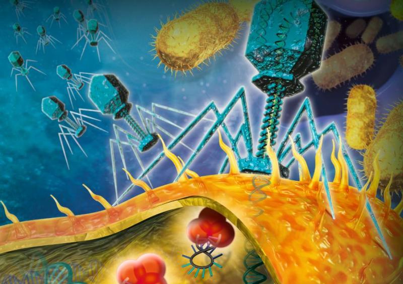 Bacteriophage Therapy Market