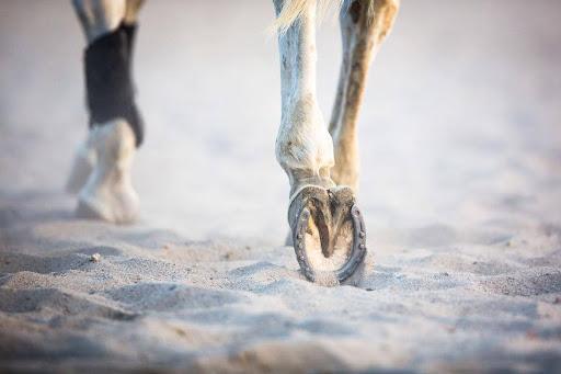 Unveiling the Secret to Healthier Hooves: Discovering 'Best Hoof'