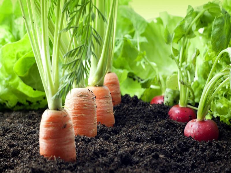 Organic Farming Market to Grow at a CAGR of 8.04% During