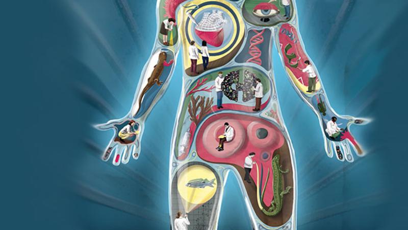 Regenerative Medicine Market