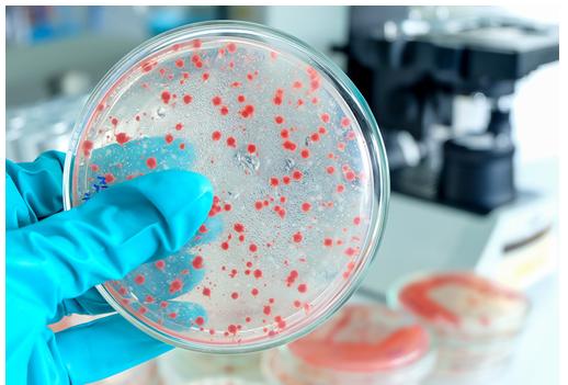 Bacteriological Testing Market