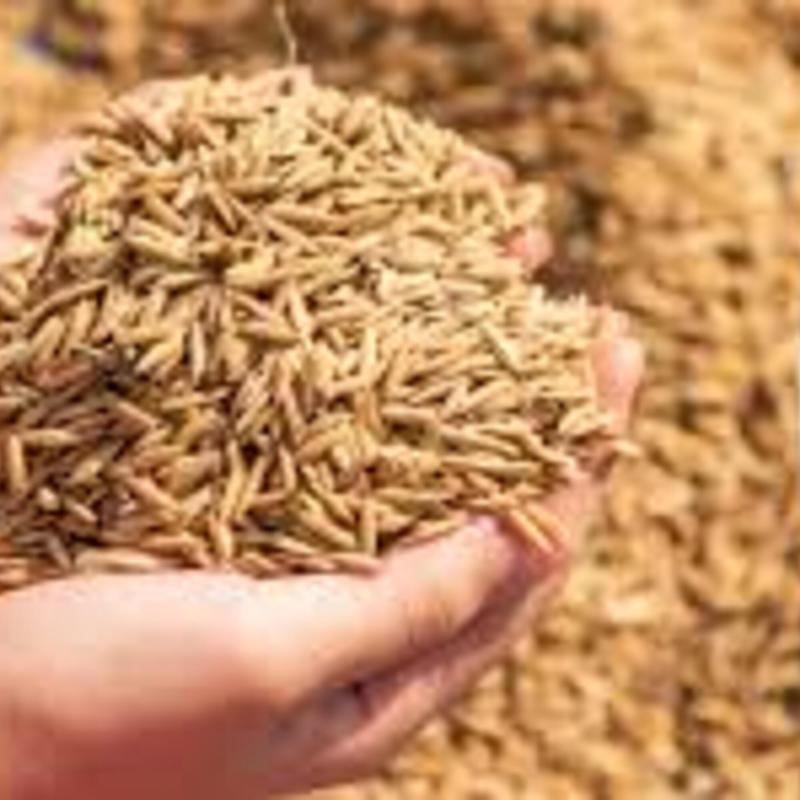 Rice Seeds Market