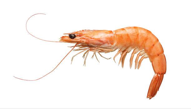 Shrimp Market to Reach USD 69.22 Billion by 2029 | At a CAGR of 4.77%
