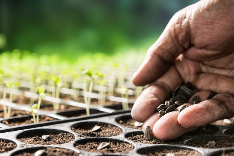 Seed Treatment Market to Grow with a CAGR of 7.85% through 2028 |