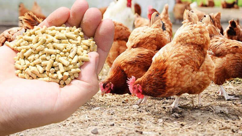 Animal Feed Market Size, Share, Leading Companies, Opportunity