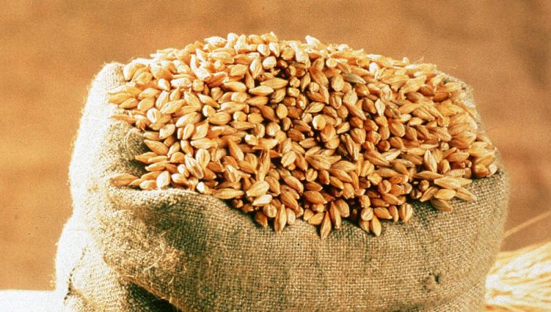 Europe Barley Market Latest Report 2024-2032
