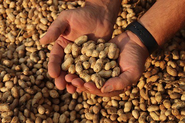 Peanut Processing Plant Setup Cost Report 2024| Detailed Report