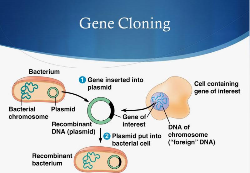 DNA and Gene Cloning Services Market to Register a Staggering 13.7% CAGR from 2022 to 2031, Reaching US$ 9.5 Billion: TMR Report