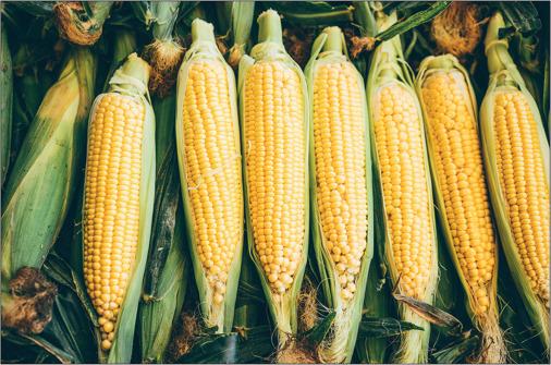 Aflatoxin Manufacturing Plant Cost Report 2024: Setup Details, Business Plan and Raw Material Requirements