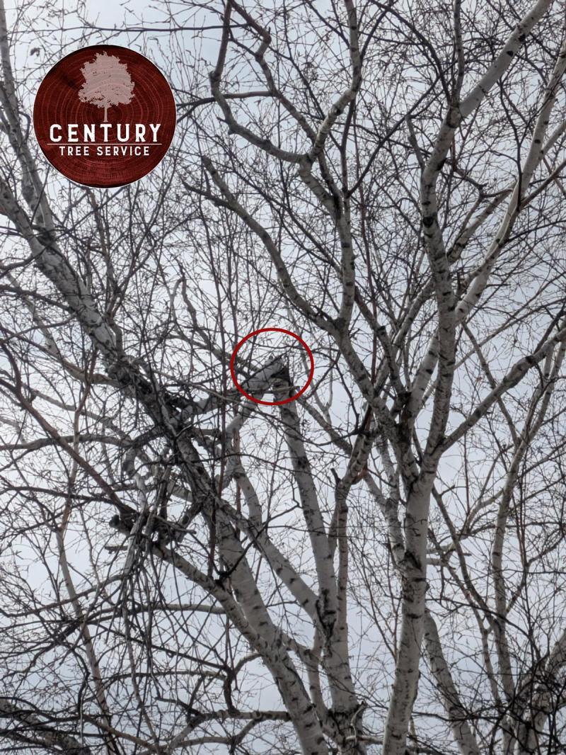Century Tree Service provides winter tree cleanup across Windsor-Essex Ontario