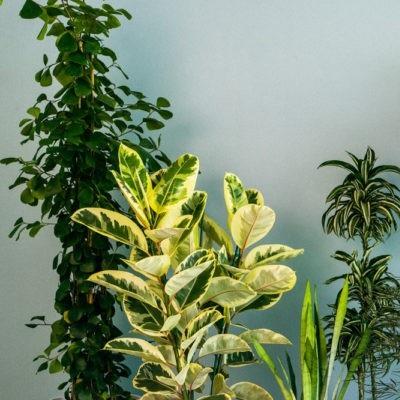 Indoor Foliage Plants Market Unveiling Promising Growth by 2030 | Vivero Growers, Universal Fountain, Loma Vista Nursery
