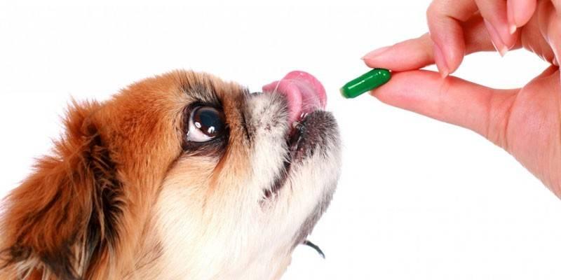 Veterinary Supplements Market is Estimated to Rise at a CAGR of 6.9% during the Forecast Period, Observes TMR Study