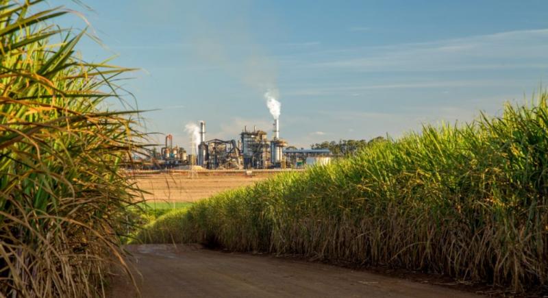 Sugar Cane Processing Plant Cost Report 2024: Comprehensive Business Plan, Requirements for Unit Operations and Inventory Management