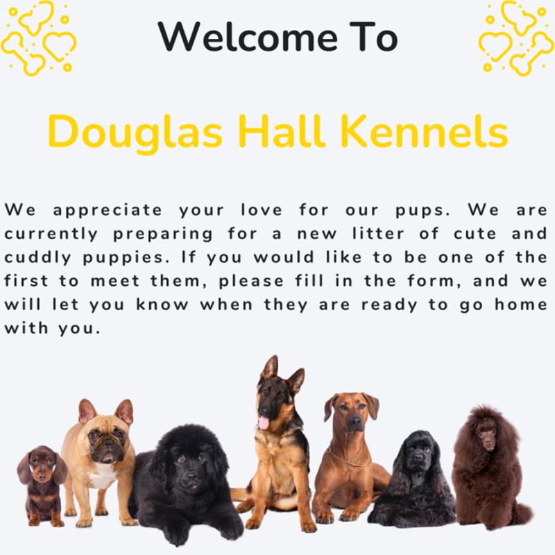 Douglas Hall Kennels: Your Go-To Destination for Adorable