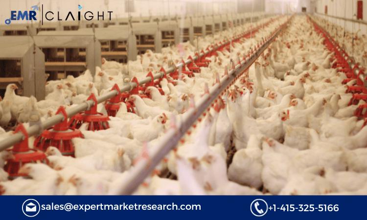 Exploring the Growth and Opportunities in the India Poultry