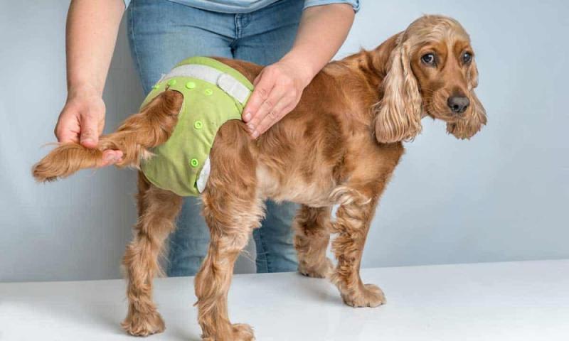Pet Diaper Market Massive Growth opportunity Ahead | Modern Pets, Uplay Corporation, Fat Happy Pets