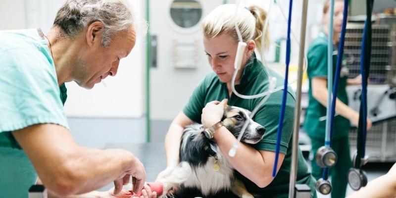 Veterinary Therapeutics Market Size is Estimated to Reach USD 58.5 billion by 2027 | Transparency Market Research
