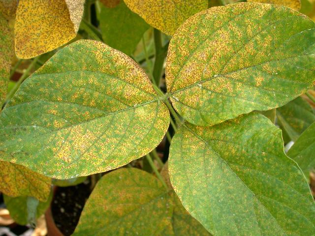 Avalanche Soybean Rust Control Industry Is Expected To Gain