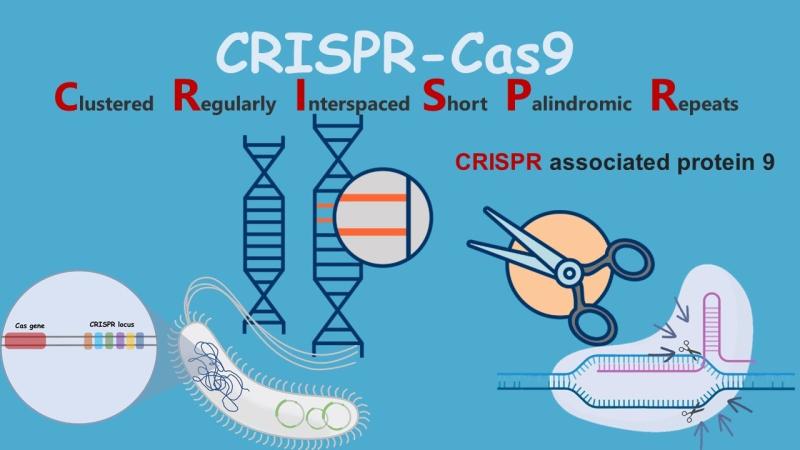 CRISPR and Cas Genes