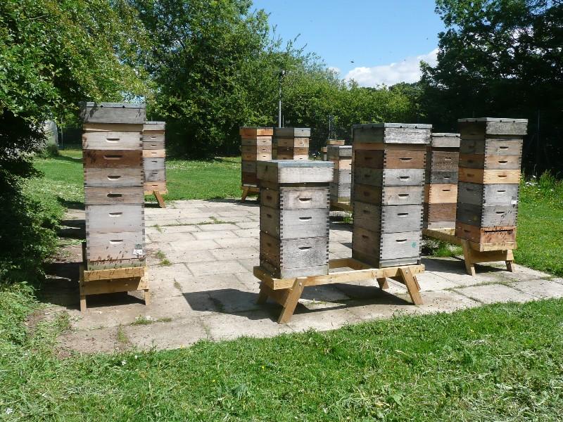 Beekeeping Equipment Market Projected to Exhibit Growth at 5.1%
