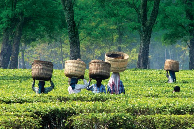 Tea Tourisms Market