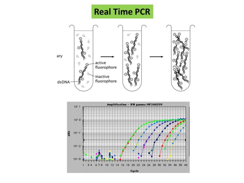 PCR & Real-time PCR Molecular Diagnostics Market