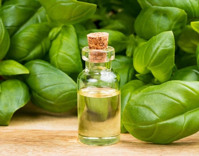 Basil Essential Oil Market Future Landscape To Witness