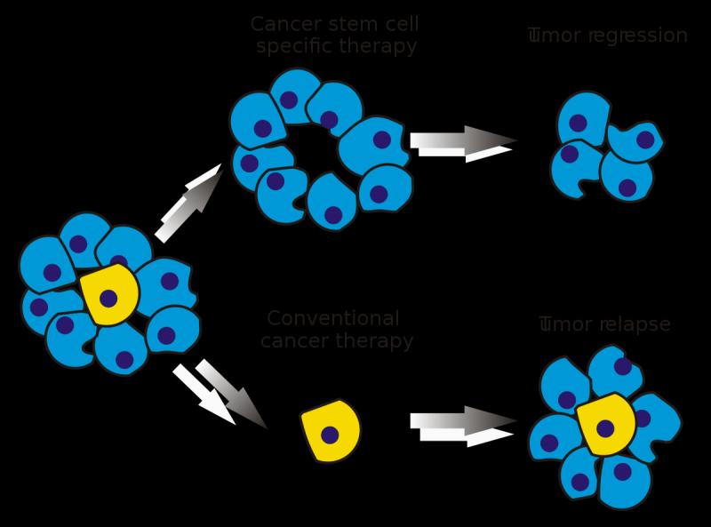 Cancer Stem Cells Market