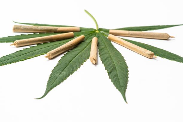 Herbal Cigarettes Market: A Deep Dive into Future Outlook with
