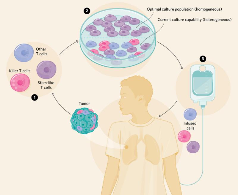 Cell Therapy