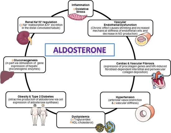 Aldosterone Receptor Antagonists Market to Growing at a CAGR