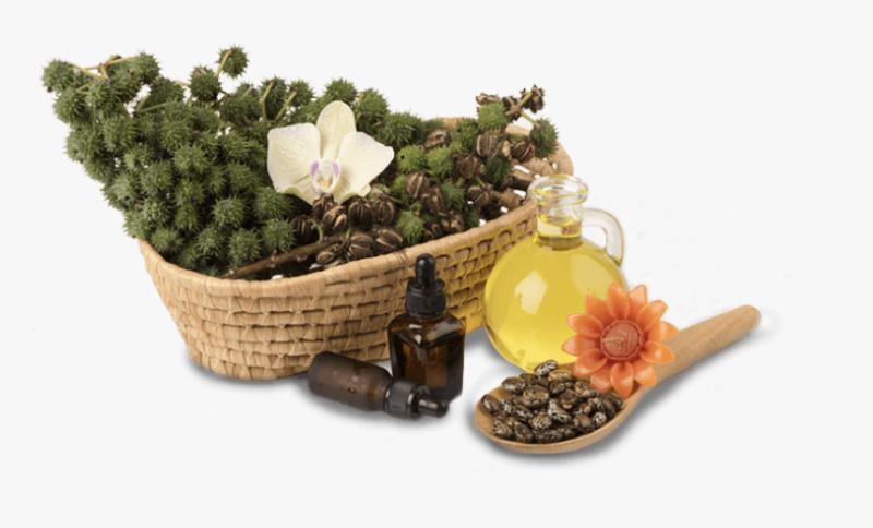Castor Oil and Derivatives Market Future Strategies and Growth