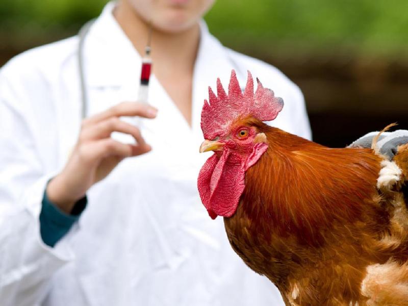 Poultry Vaccines Market