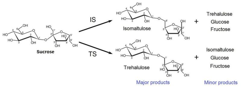 Isomaltulose Market