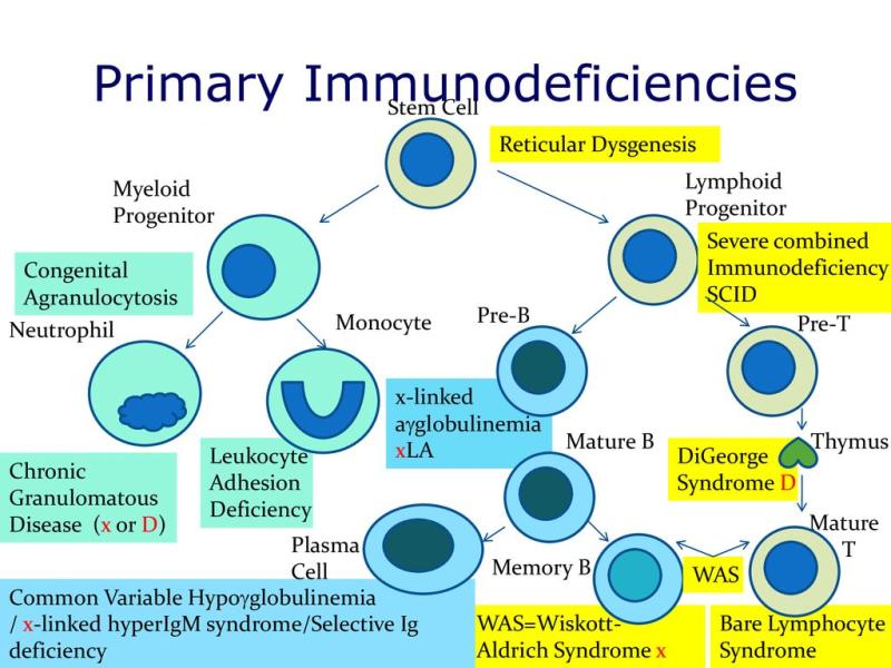 Primary Immunodeficiency Market Size is Anticipated