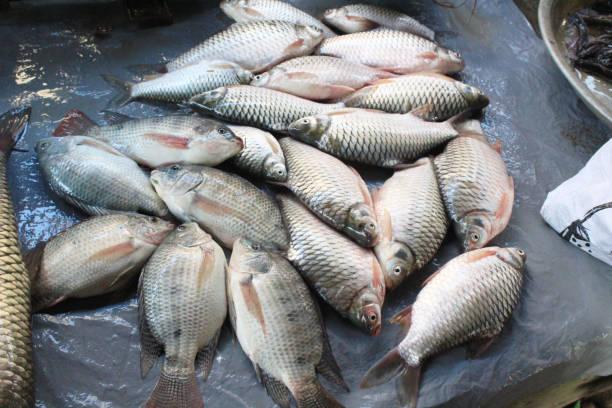 Freshwater Fish Market, Freshwater Fish Market size, Freshwater Fish Market Share, Freshwater Fish Market growth, Freshwater Fish