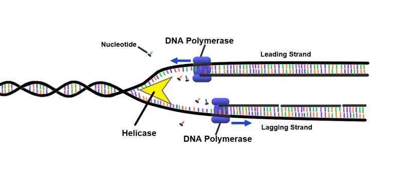 DNA Polymerase Market