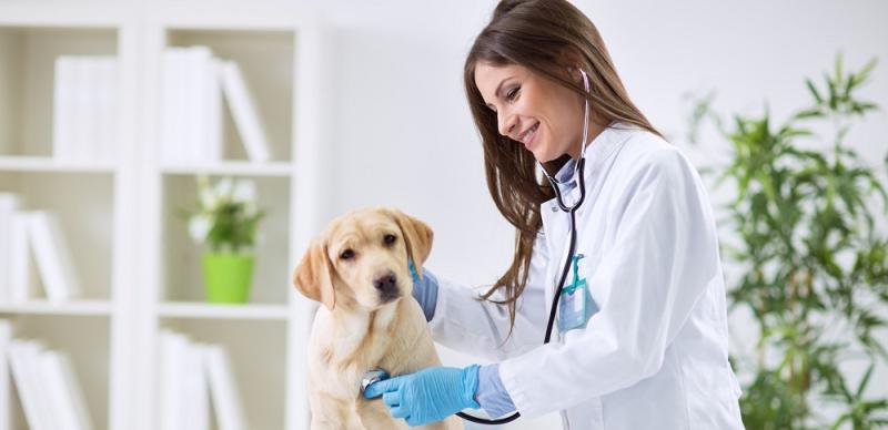 Veterinary Pain Management Market