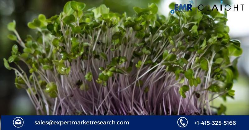 A Deep Dive into The Global Microgreens Market Size, Share,