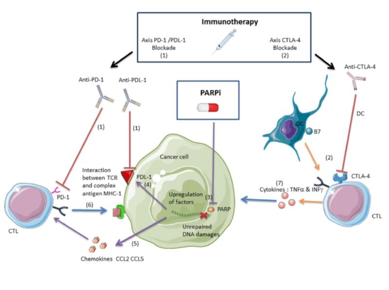 Poly ADP-ribose Polymerase Inhibitors Market