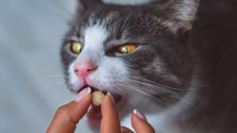 Cat Nutritional Supplements Market