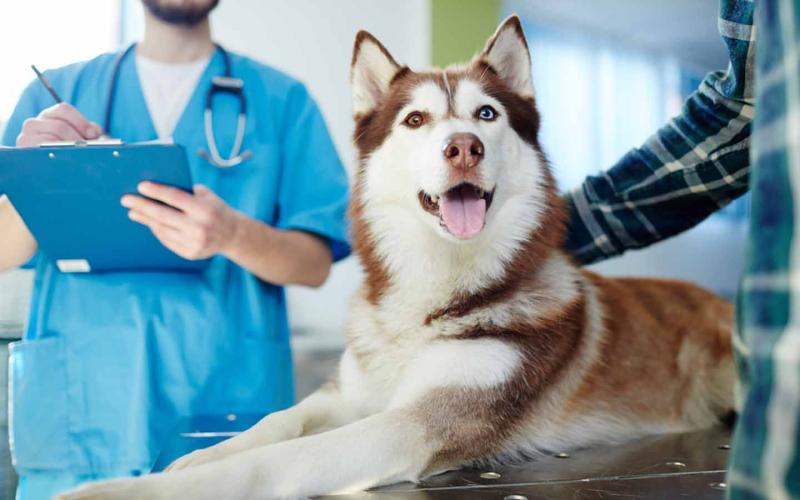 Pet Insurance Market