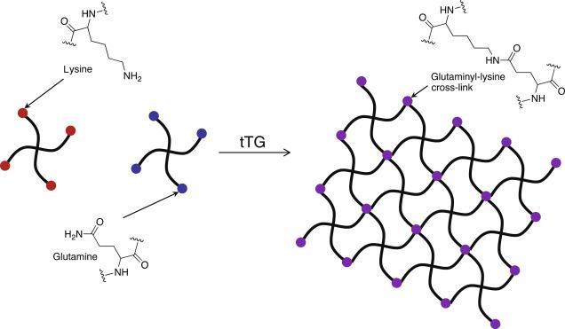 Transglutaminase