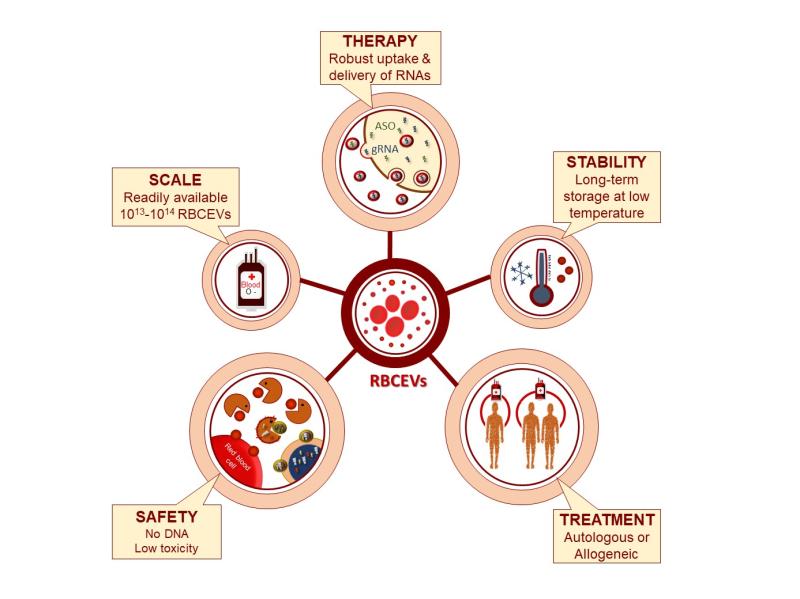 Autologous Cell Therapy