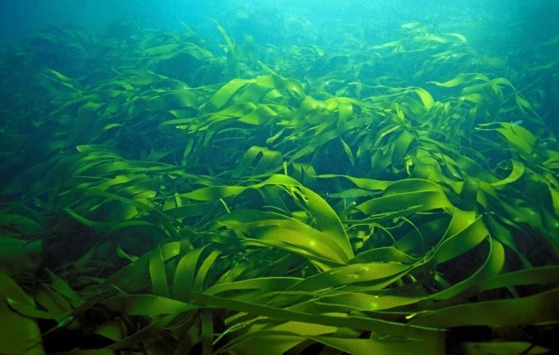 Seaweed-based Coating Market