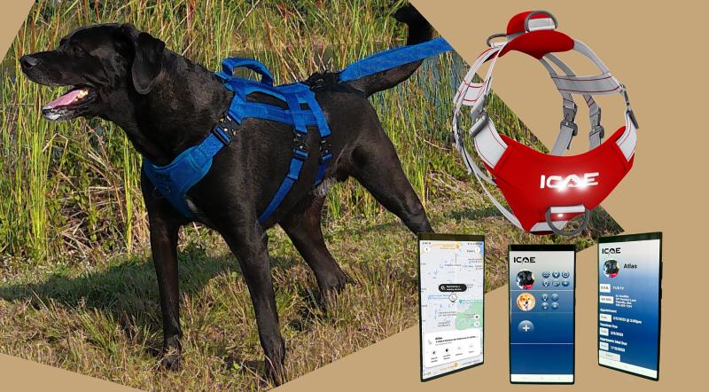 Dog wearing ICOE Smart Harness